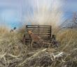 Gun Dog Training: The Missing Link. DOGS Unlimited Has It